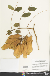 Caesalpinia violacea image