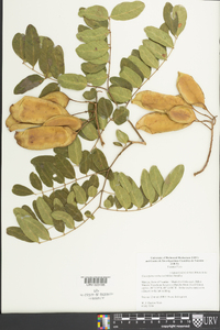 Caesalpinia violacea image