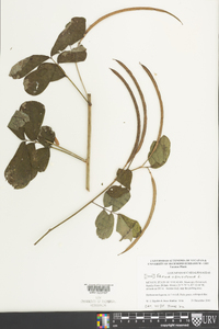 Senna obtusifolia image