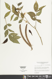 Senna occidentalis image