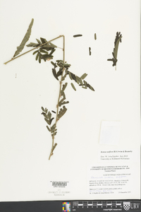 Aeschynomene fascicularis image