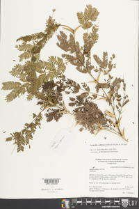 Vachellia collinsii image