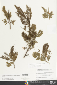 Acacia pennatula image