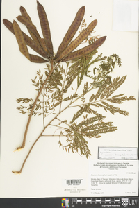 Leucaena leucocephala image