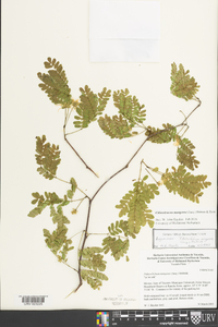 Chloroleucon mangense image