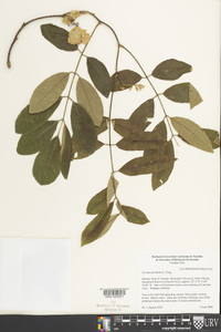 Piscidia piscipula image