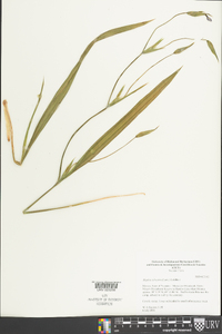 Alophia silvestris image