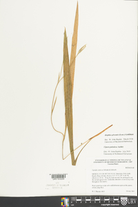 Alophia silvestris image