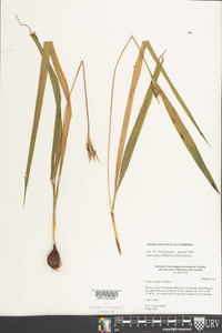 Alophia silvestris image