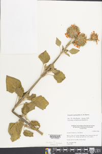 Leonotis nepetaefolia image