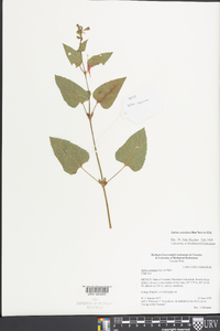 Salvia coccinea image