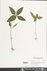 Spigelia pygmaea image