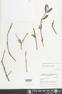 Phoradendron mucronatum image