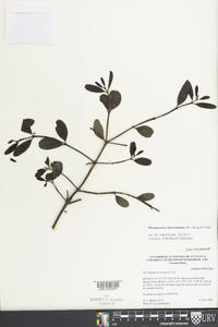 Phoradendron mucronatum image