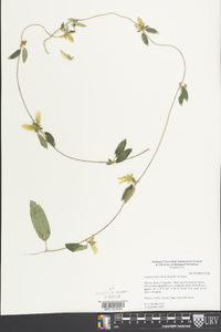 Gaudichaudia albida image