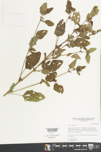 Sida cordifolia image