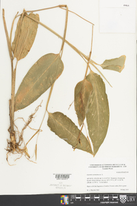 Maranta arundinacea image