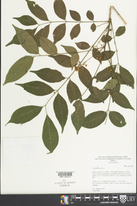 Trichilia glabra image