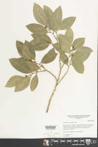 Brosimum alicastrum image