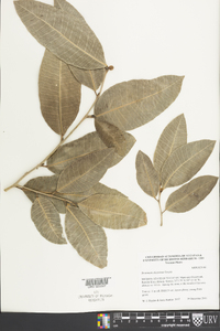 Brosimum alicastrum image