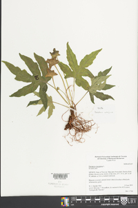 Dorstenia contrajerva image