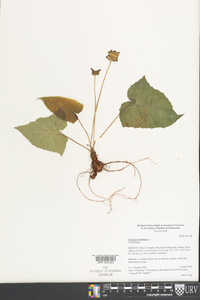 Dorstenia contrajerva image