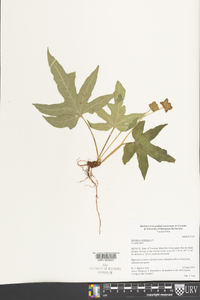 Dorstenia contrajerva image
