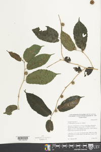 Maclura tinctoria image