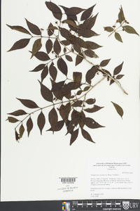 Psidium sartorianum image