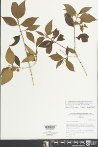Chiococca alba image