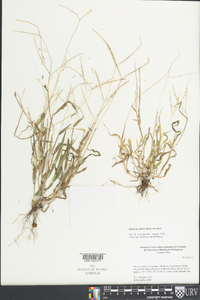 Digitaria ciliaris image