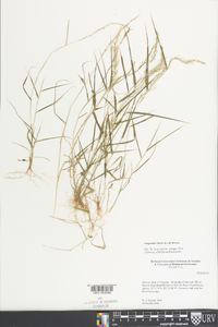 Eragrostis ciliaris image