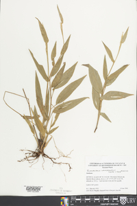 Ichnanthus lanceolatus image