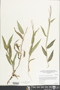 Ichnanthus lanceolatus image