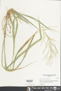 Leptochloa panicea subsp. brachiata image