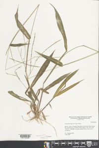 Paspalum langei image