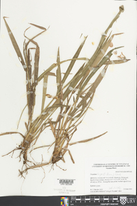 Paspalum langei image