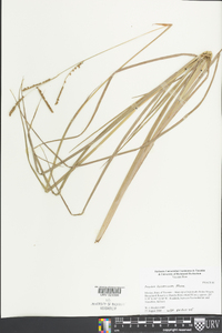 Paspalum plicatulum image