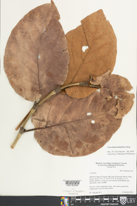 Coccoloba spicata image