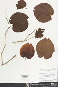 Neomillspaughia emarginata image