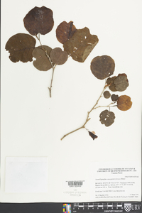 Neomillspaughia emarginata image