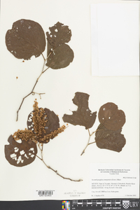 Neomillspaughia emarginata image