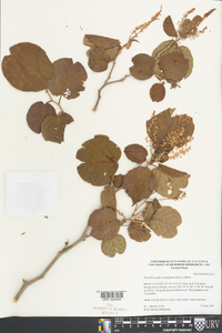 Neomillspaughia emarginata image