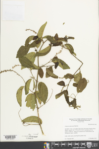 Gouania eurycarpa image