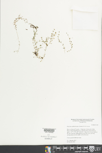 Hedyotis callitrichoides image