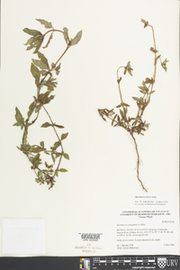 Spermacoce laevis image