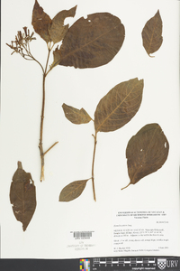 Hamelia patens image