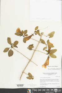 Hintonia octomera image
