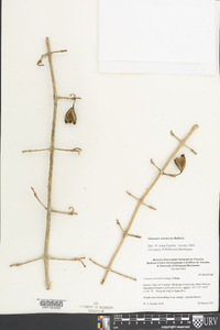 Hintonia octomera image