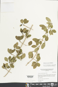 Hintonia octomera image